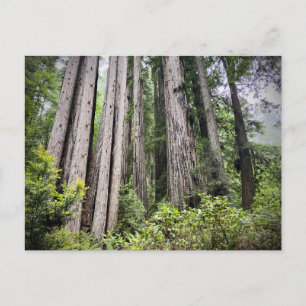 Carte Postale Redwood National and State Parks, Californie