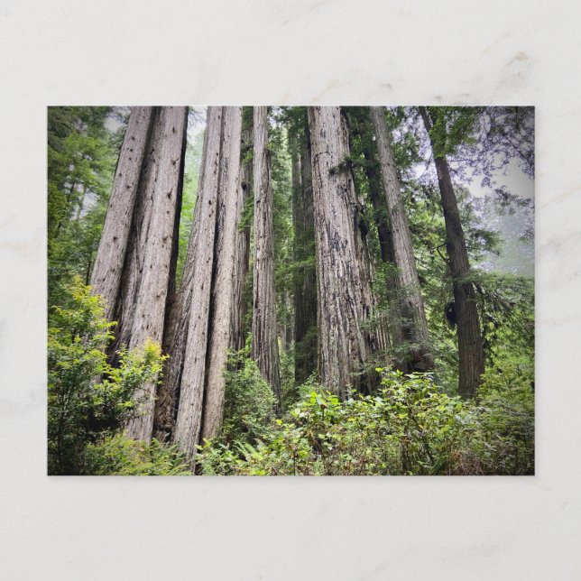 Carte Postale Redwood National and State Parks, Californie (Devant)