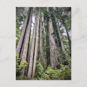 Carte Postale Redwood National and State Parks, Californie