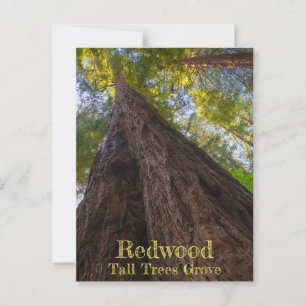 Carte Postale Redwood National Park Grove Trees