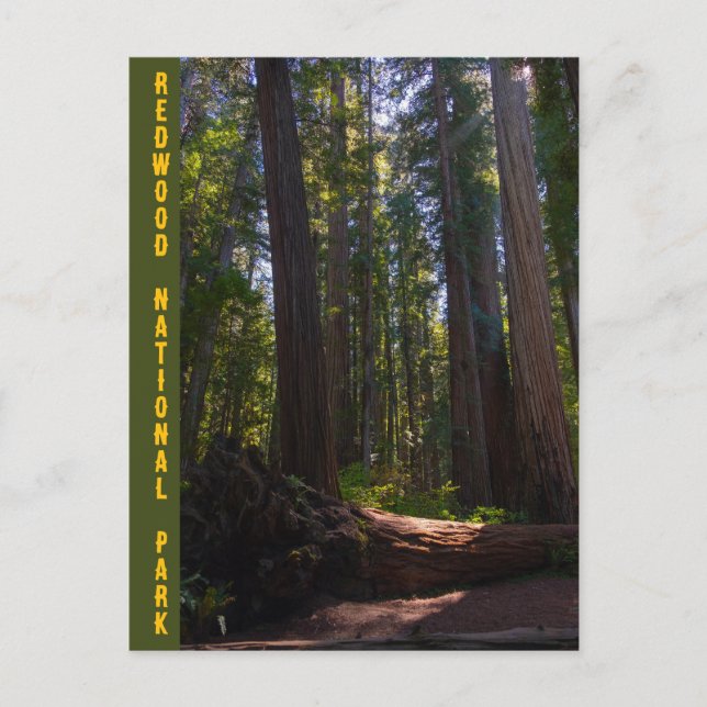 Carte Postale Redwood National Park Stout Grove (Devant)