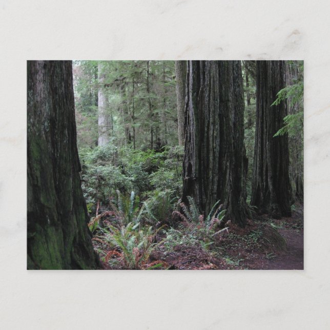 Carte Postale Redwoods (Devant)