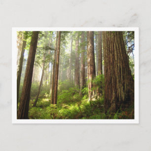 Carte Postale Redwoods