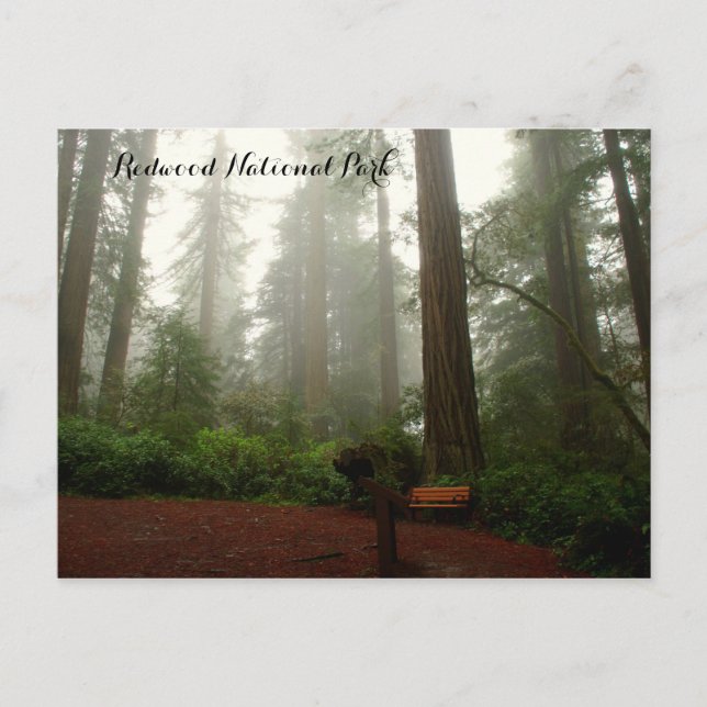 Carte Postale Redwoods de Californie (Devant)