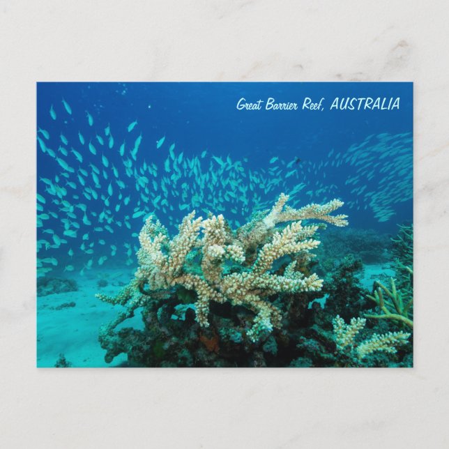 Carte postale Reef (Devant)