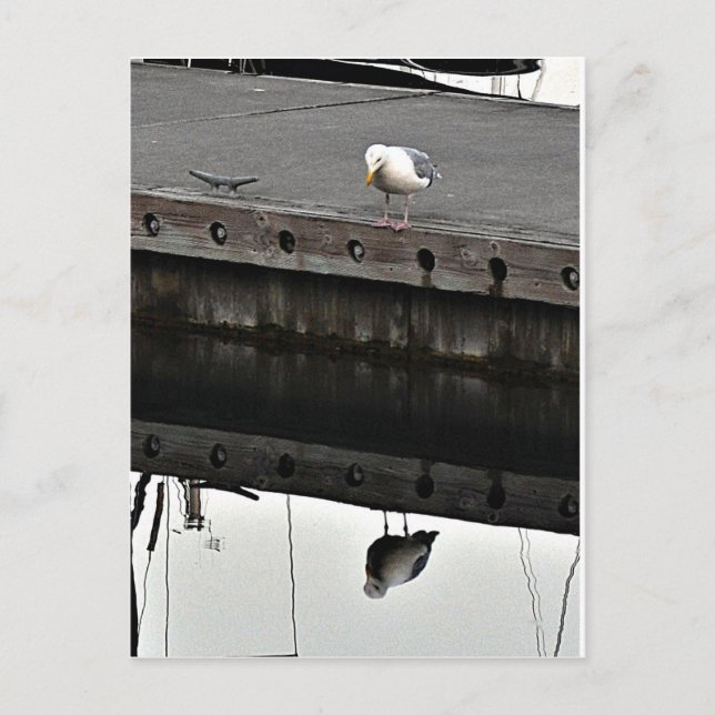 Carte Postale reflective Seagull (Devant)