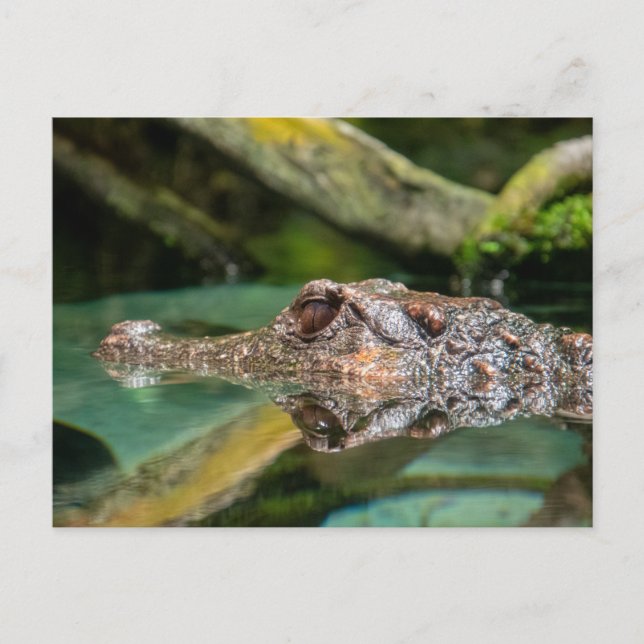 Carte Postale Réflexion crocodile (Devant)