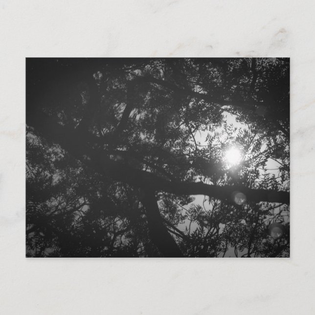 Carte Postale Réflexion d'arbre de Neem (Devant)