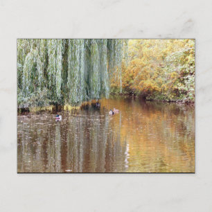 Carte Postale Réflexion des saules