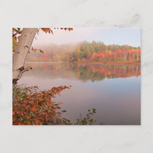Carte Postale Réflexions d'automne au-delà du bouleau