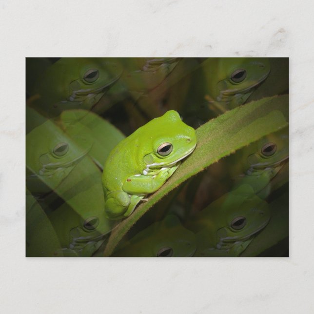Carte postale Réflexions de grenouille (Devant)