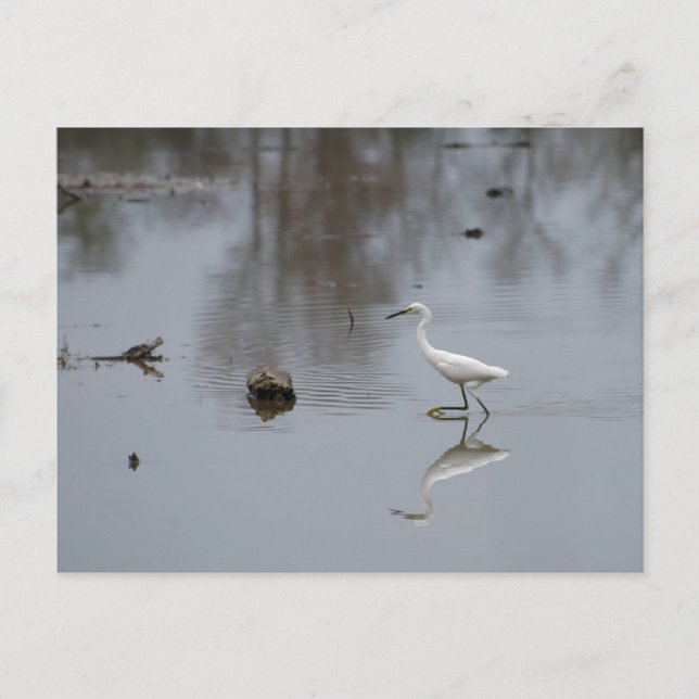 Carte Postale Réflexions d'une aigrette neigeuse en mouvement (Devant)