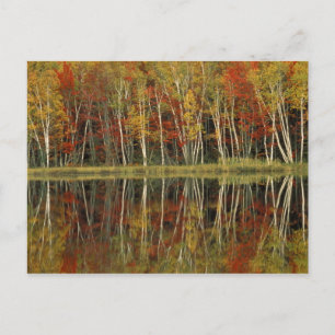 Carte Postale Réflexions sur le feuillage d'automne et les boule