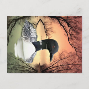 Carte Postale Réflexions sur le Loon