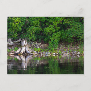 Carte postale Réflexions vertes