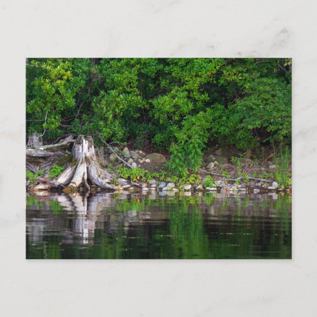 Carte postale Réflexions vertes (Devant)