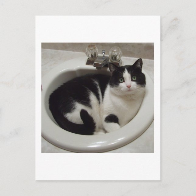 Carte Postale régal Amoureux des chats (Devant)