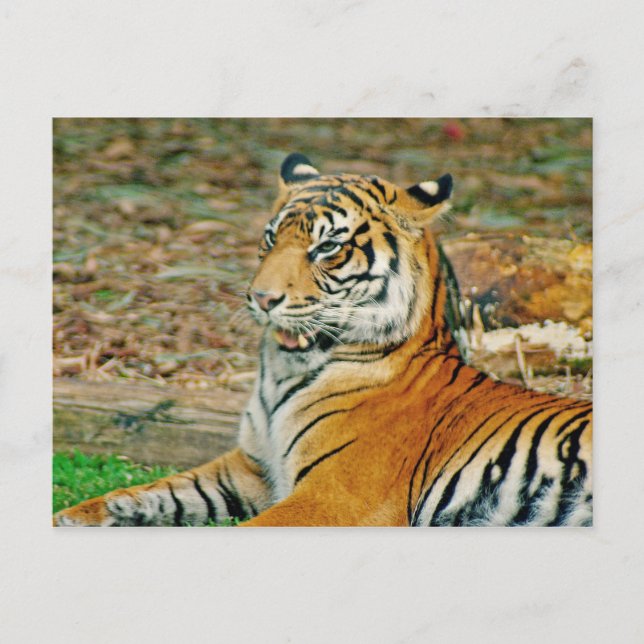 Carte Postale Regal Tiger (Devant)