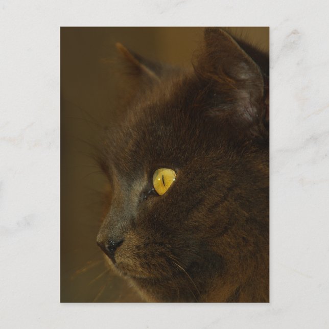 Carte Postale Regard (Devant)