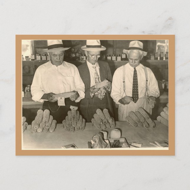 Carte Postale Regard sur le maïs (Devant)