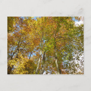 Carte Postale Regard vers les feuilles d'automne III Feuillage c