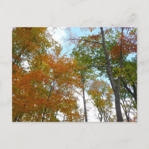 Carte Postale Regardant vers le haut les feuilles d'automne I Fe