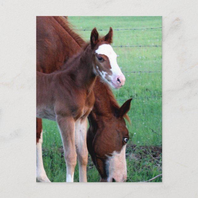 Carte Postale Regarde-moi ! (Devant)