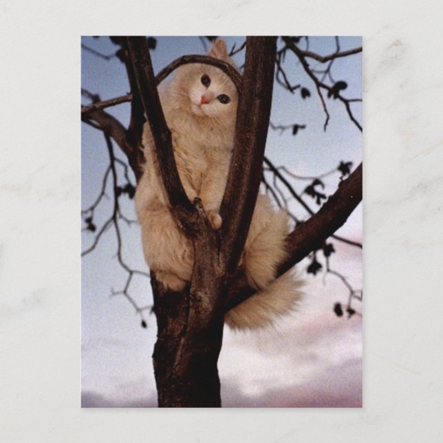 Carte Postale Regarde-moi ! (Devant)