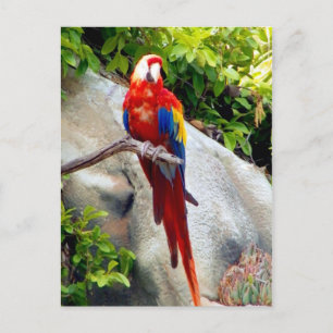 Carte postale Regarder et attendre