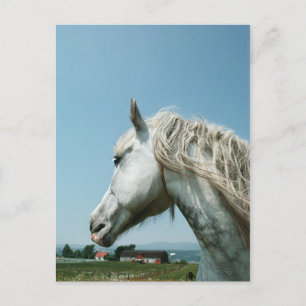 Carte Postale Regarder le gris taché