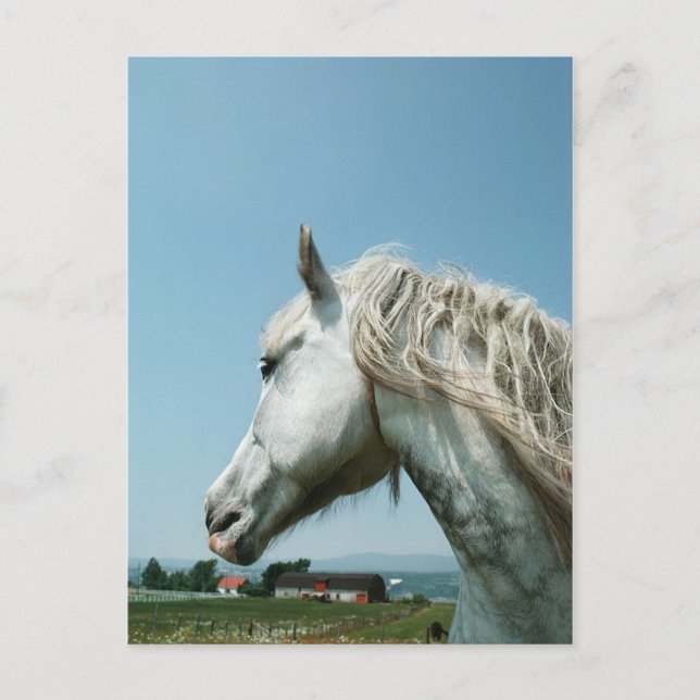 Carte Postale Regarder le gris taché (Devant)