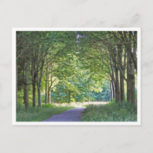 Carte Postale Région néerlandaise de Salland Forêt de Westerveld