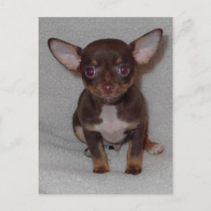 Carte Postale Règle 1 du Chihuahua