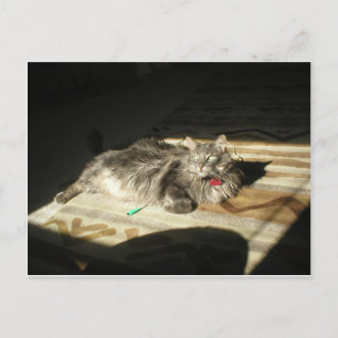 Carte Postale Règle des chats cool