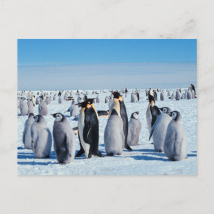 Carte Postale Regroupement de manchots