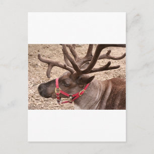 Carte Postale Reindeer près d'Anchorage, Alaska, USA