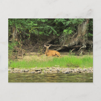 Carte Postale Relaxation au Kettle