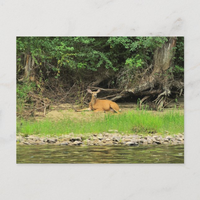 Carte Postale Relaxation au Kettle (Devant)