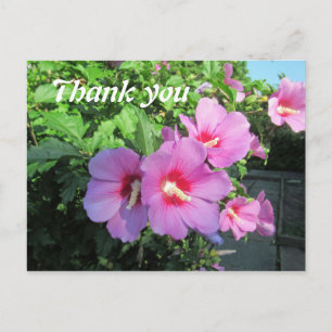 Carte Postale Remerciement de photographie florale rose