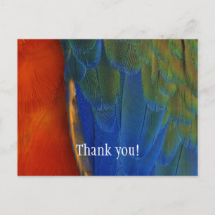 Carte Postale Remerciement personnalisé avec plume d'Ara coloré