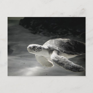 Carte Postale Remerciements du réservoir de tortue