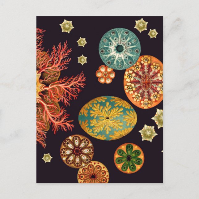 Carte postale Remix Sea Squirt (Devant)