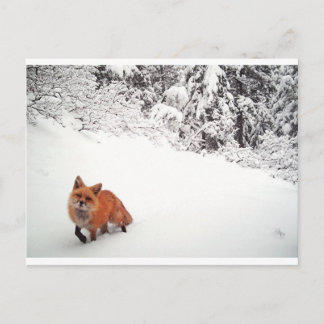 Carte Postale Renard