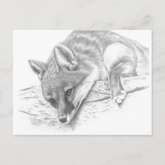 Carte Postale renard 59