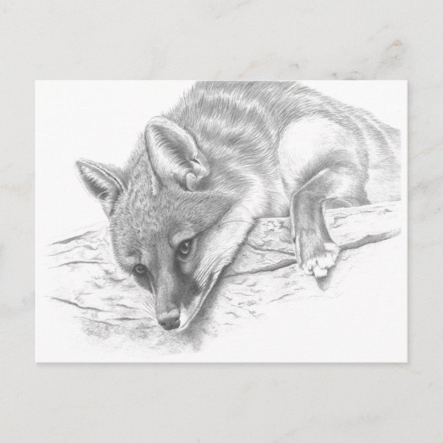 Carte Postale renard 59 (Devant)