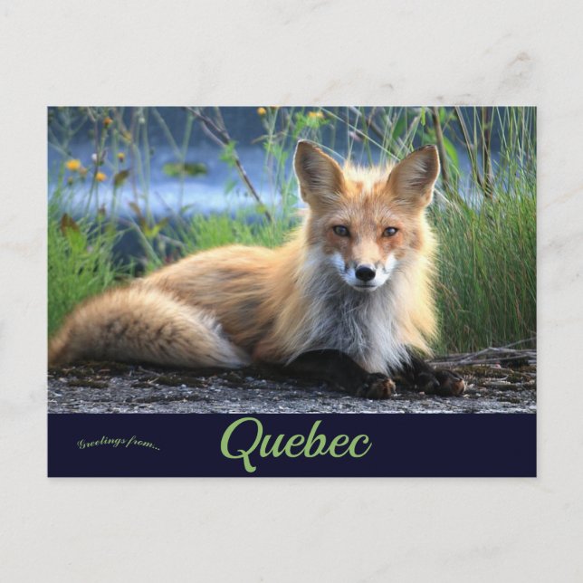 Carte Postale Renard à Percé Québec Canada (Devant)