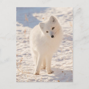 Carte Postale Renard arctique