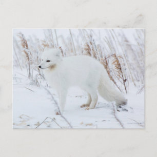 Carte Postale Renard arctique