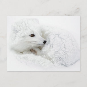 Carte Postale Renard arctique recouvert en hiver