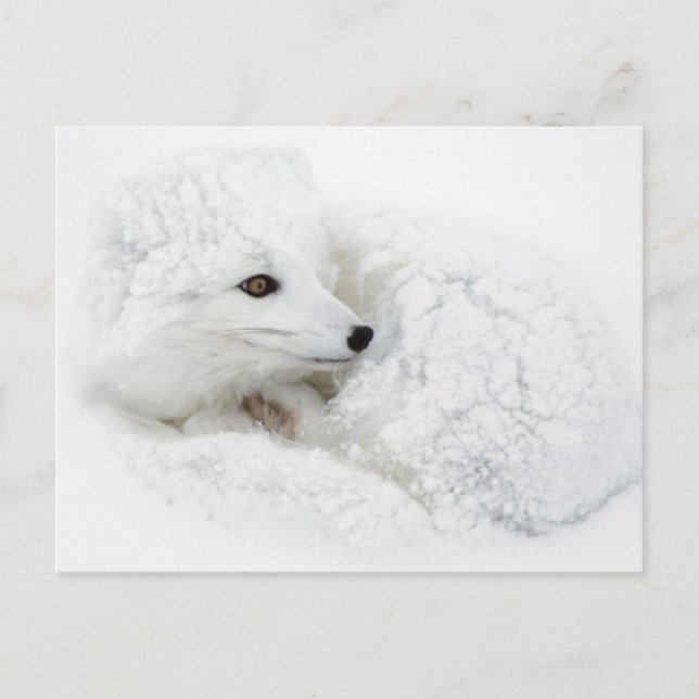 Carte Postale Renard arctique recouvert en hiver (Devant)